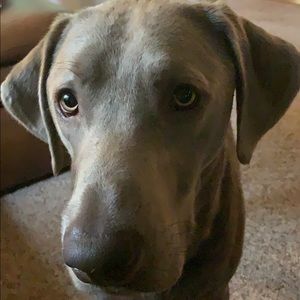 Meet your Posher, Mark